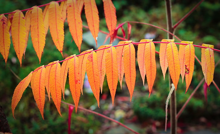 Осенние листья, оранжевый листья, филиал, Осень, Осенью листва, оранжевый