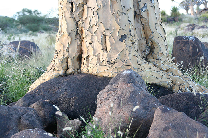 árbol de la aljaba, corteza, árbol, raíz, rocas, Namibia, África