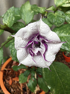 Datura, flor, Angel de trompeta, venenoso, Solanaceae, Brugmansia, Blanco