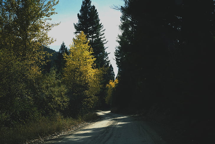 rural, estrada, árvores, sombras