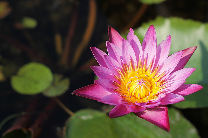 Lotus, bunga, Thailand, latar belakang, Cantik, mekar, bunga