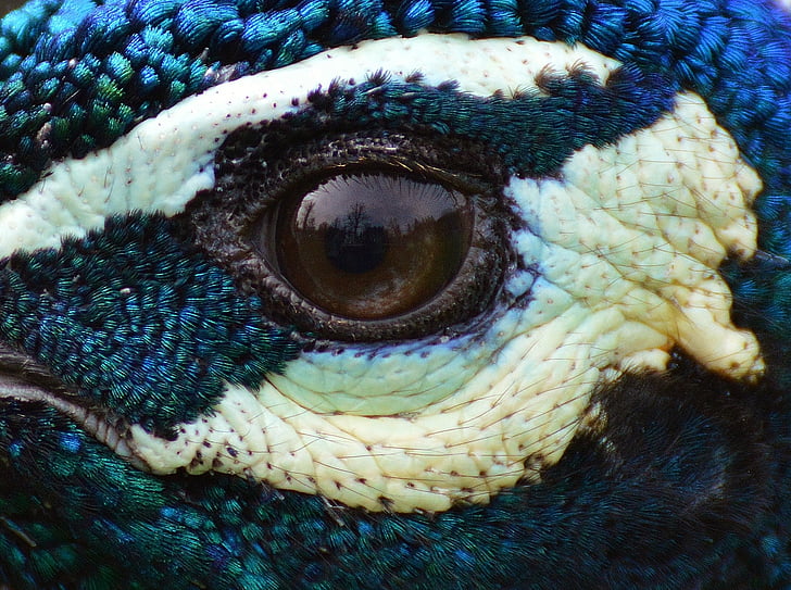 peacock, eye, close, iridescent, bird, poultry, feather