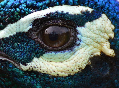 Peacock, silmä, Sulje, värikkäiden, lintu, siipikarjan, sulka