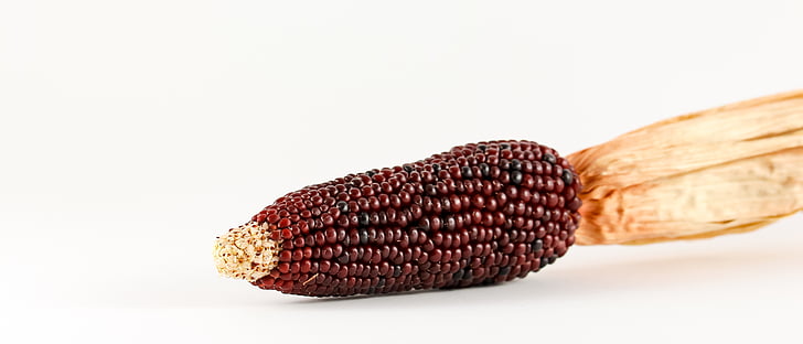 kukurica, okrasná kukurica, obilniny, rastlín, pestovanie obilia, kukuričný klas, tráva