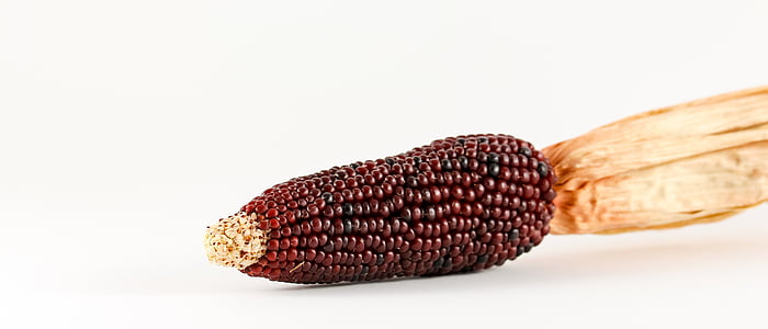 Кукуруза, Кукуруза декоративная, злаки, завод, Выращивание кукурузы, Кукуруза в початках, трава