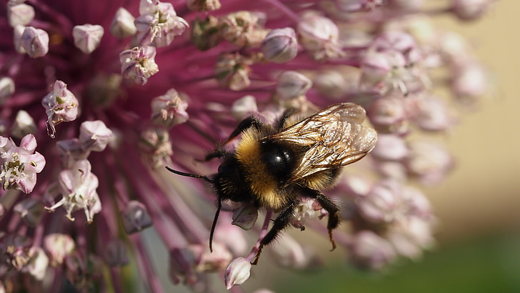 bumble-bee, verano, flor, insectos, Inflorescencia, naturaleza