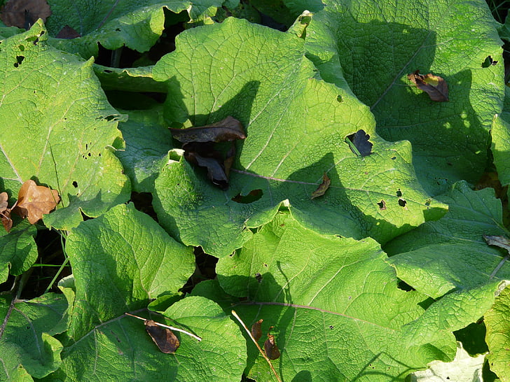 gran bardana, hojas, grandes, verde, otoño, Arctium lappa, floración