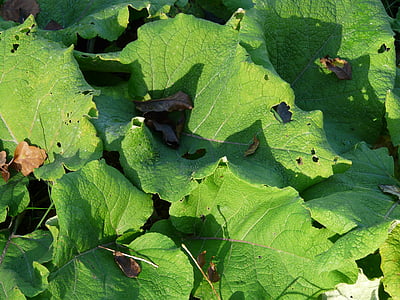 grande bardane, feuilles, grande, vert, automne, Arctium lappa, floraison