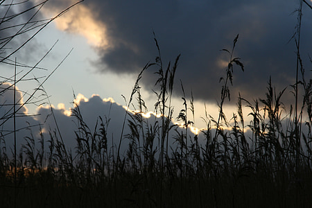 Sunbeam, awan, gelap, udara, Reed, kontras, dekat