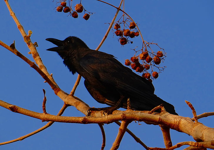 Indiase jungle kraai, Corvus Cymbirhynchus, groot-billed kraai, Jungle-crow, kraai, Karnataka, India