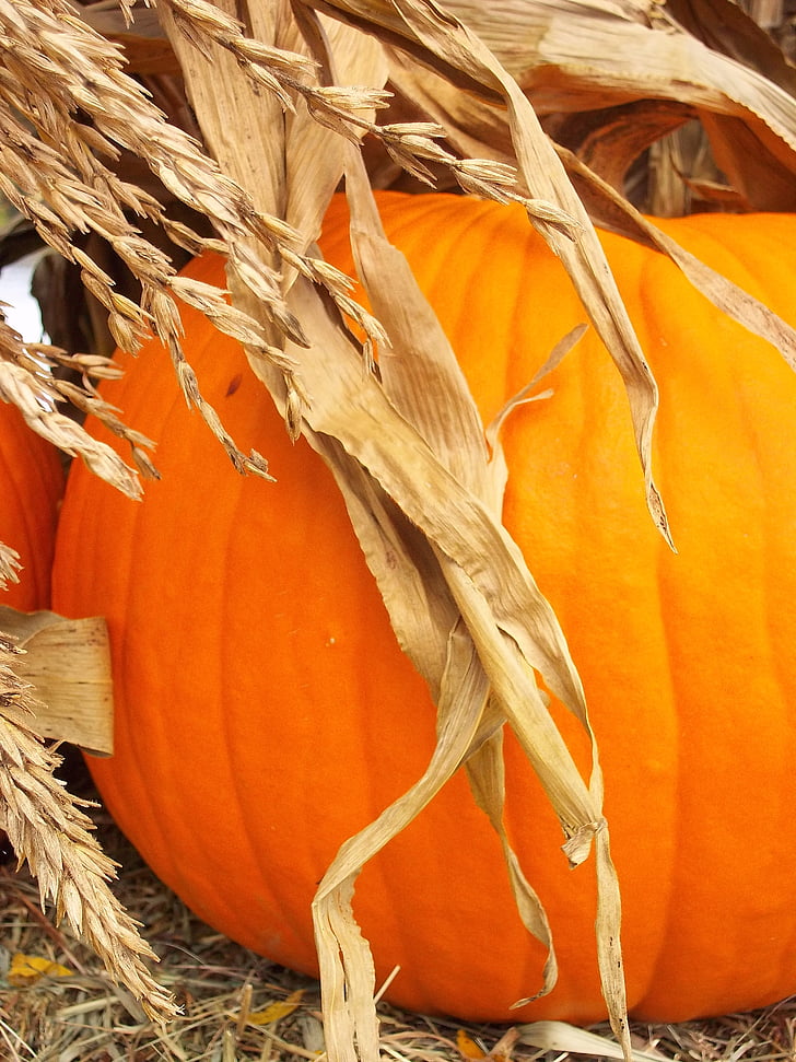 pumpkin, harvest, fall, october, cornstalks, decorative, orange