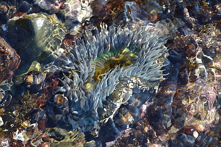 Anemone, oceana, more, pod vodom, marinac, vodeni, greben