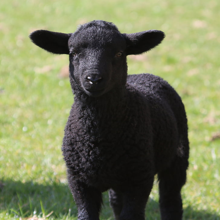 lamb, sheep, field, farm, agriculture, wool, livestock
