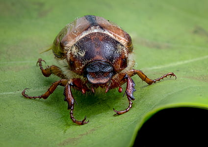 Käfer, das Insekt, Makro, in der Nähe, ein Tier, Tierthema, Tiere in freier Wildbahn
