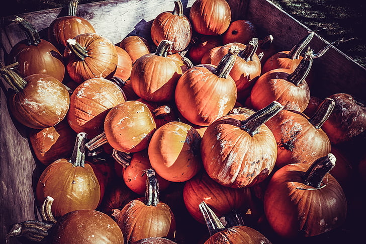 calabaza, naranja, acción de gracias, Halloween, otoño, vegetales, Octubre