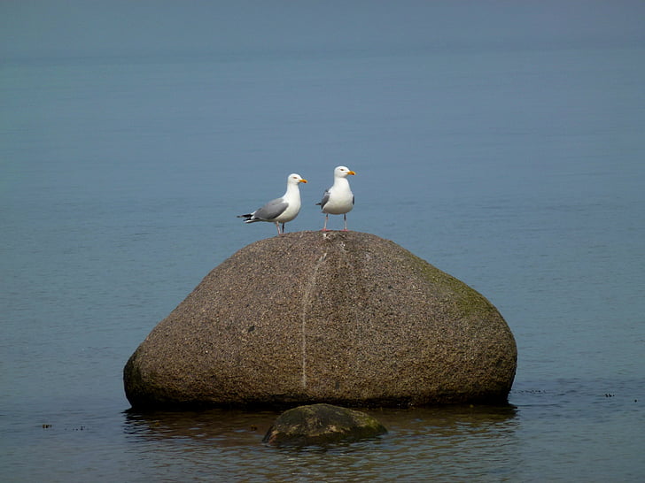 Чайка, морски, камък, Балтийско море, крайбрежие, вода, птица