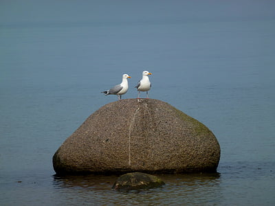 seagull, maritime, stone, baltic sea, coast, water, bird