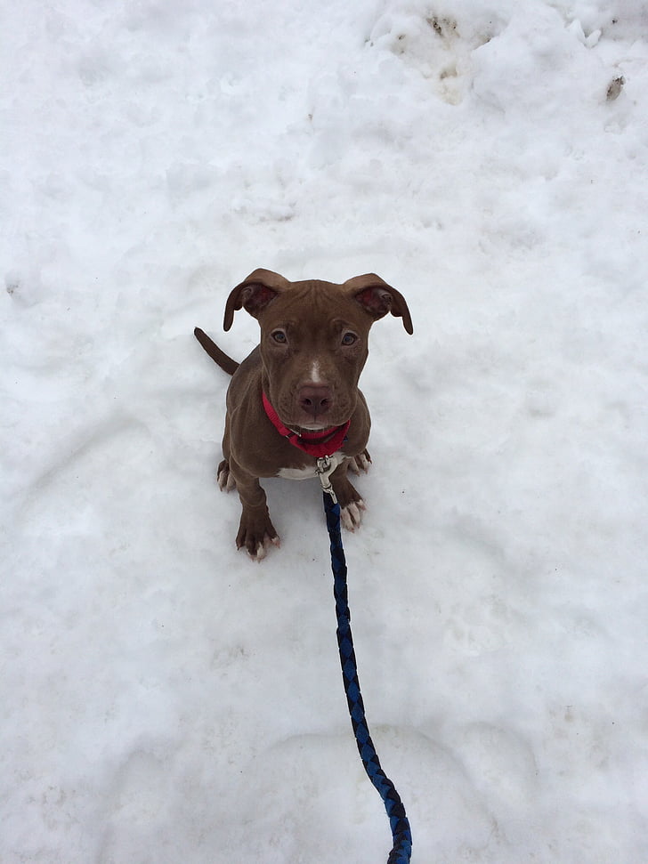 puppy, dog, pit bull, adorable, winter, snow, leash