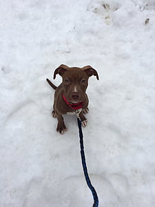 psiček, pes, jama bik, čudovit, pozimi, sneg, vrvici