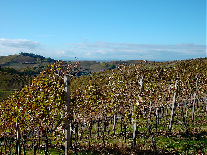 vinograd, svijetle, jesen, Jesenski list, list, boje jeseni, vino