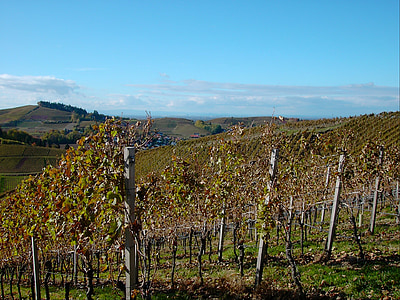 vineyard, bright, autumn, autumn leaf, leaf, fall color, wine