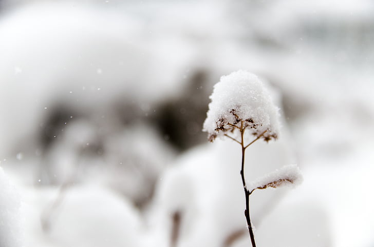 dingin, es, makro, tanaman, salju, tertutup salju, musim dingin