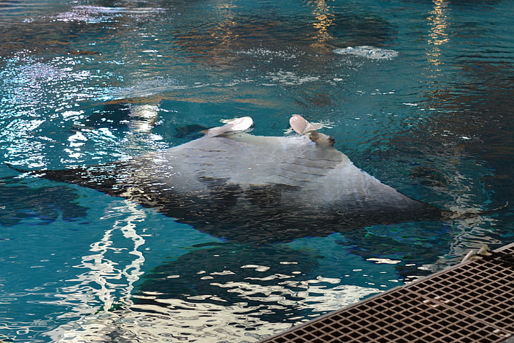 Ray, Manta ray, basseng, akvarium, dyr, akvatiske, Giant