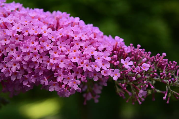 lilac, close, blossom, bloom, ornamental shrub, purple, violet
