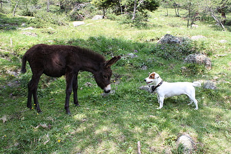 Esel, Tier, Säugetier, des ländlichen Raums, Italien