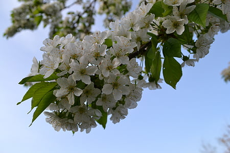 Чери Блосъм, бяло, Пролет, романтичен бял, цвете, природата, цветя