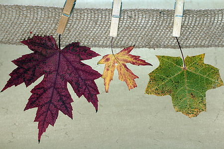 잎, 메이플, 단풍 잎, 메이플 리프, 색, clothespins 단풍, 배열