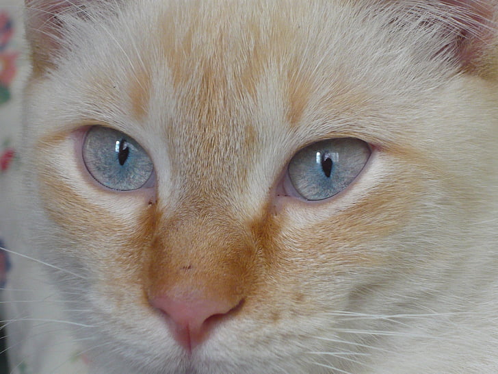 kasside, kass, loomade, silmad, kassi nägu, Armas kass