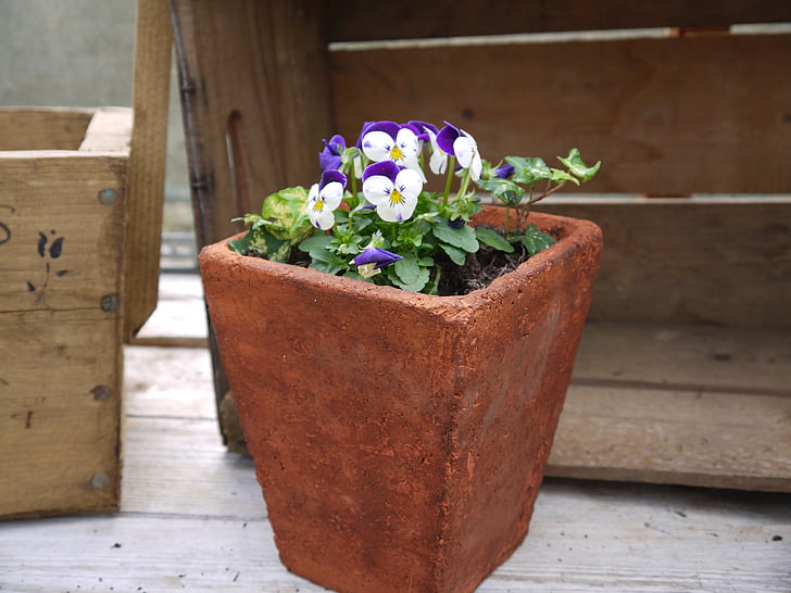 terracotta pot, Bratsch, haven, blomst, terracotta, Stedmoderblomst, plante