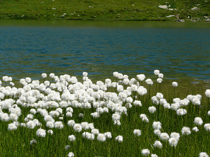 Bergsee, blomster, vand, hvid, natur, søen, græs