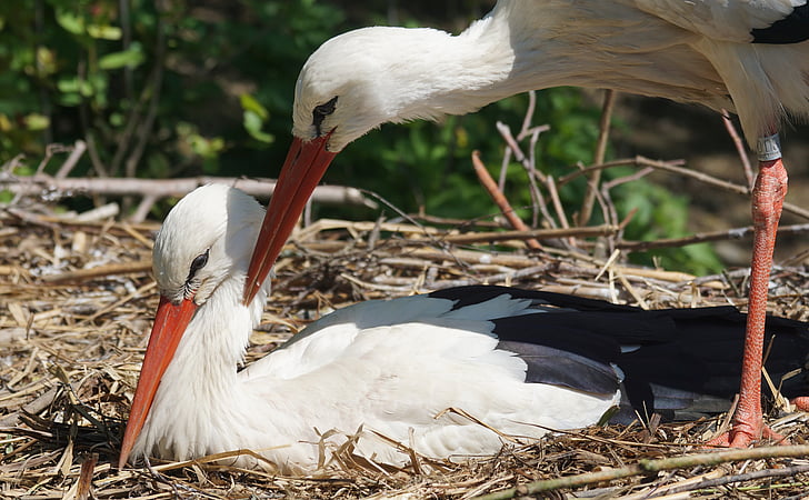 Stork, Scrim, hvit stork, rangle stork, rase, kjærtegn, naturfotografer