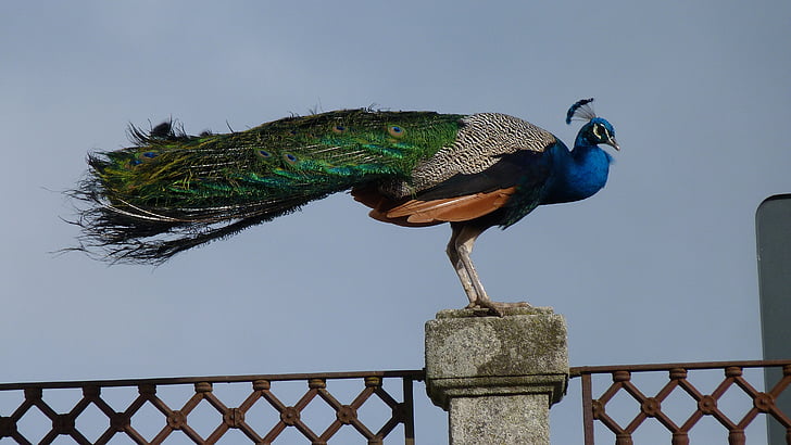 peacock, fence, beauty, iridescent, feather, bird