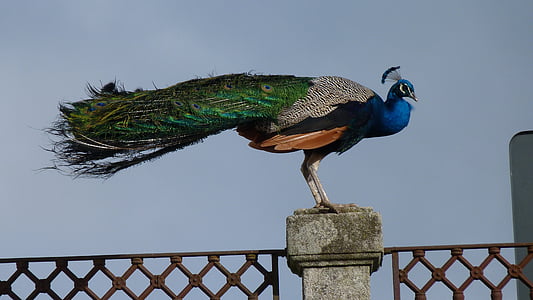 Peacock, hek, schoonheid, iriserende, veer, vogel