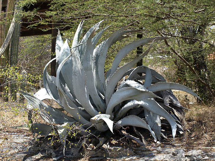 agave, plant, prickly, green, pointed, agavengewächs, succulent