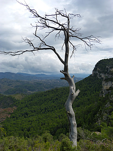 árvore morta, porta-malas, floresta, símbolo, metáfora