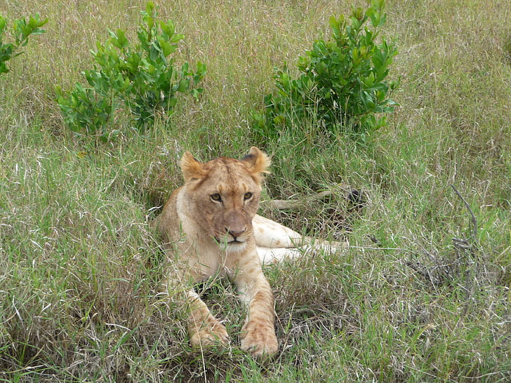 lejon, Cub, Kenya, vilda, vilda djur