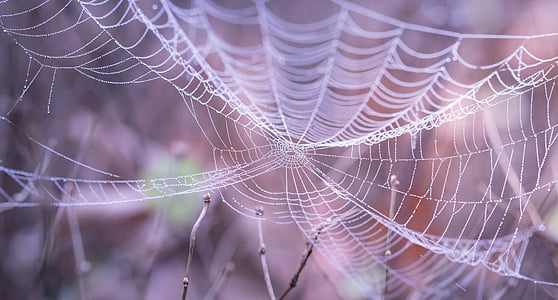 blur, close-up, cobweb, dew, halloween, macro, pattern