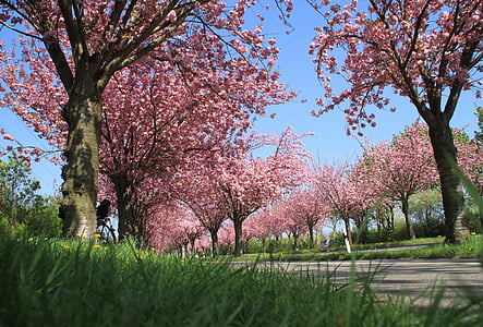 ornamental cherries, avenue, flowers, trees
