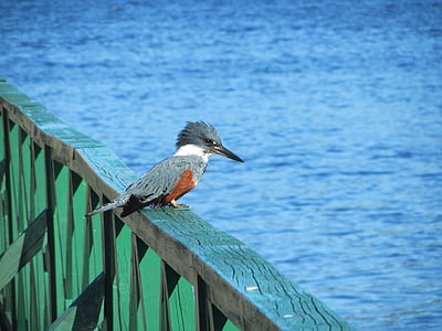 Martim-pescador, Chiloé, pássaro, corrimão, Lago, água, azul