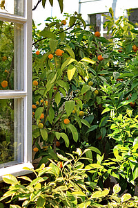 ventana, abrir, árbol, naranjas, surgen, Ver, verde