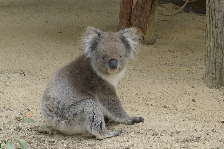 Koala, Perth, Ausztrália, természet