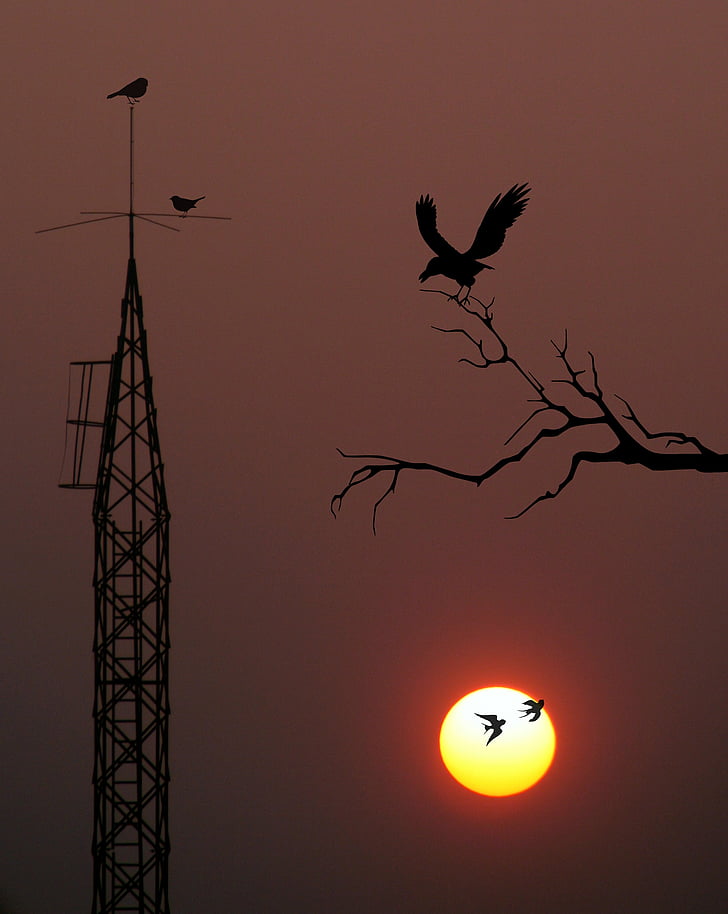east, pole, sun, birds, antenna, electricity, casey
