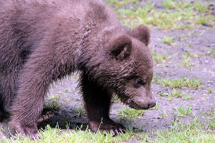 кафява мечка, Ursus arctos, Камчатка мечка, мечка, животни, мечки, животински свят