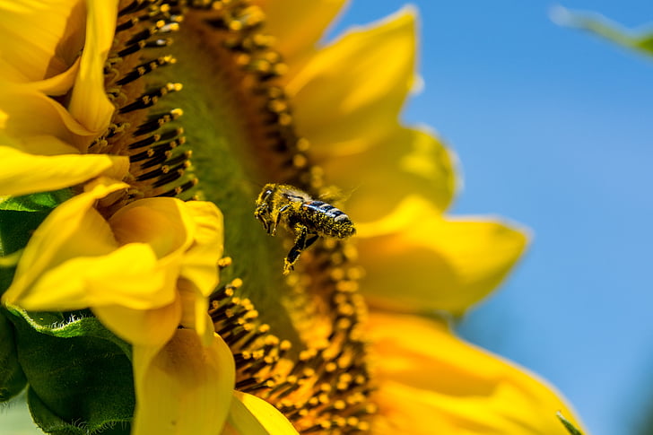 Пчела, Цветок солнца, желтый, занят bee, обилие естественного света, Лето, Блоссом