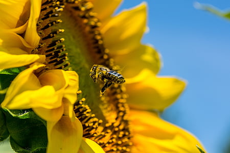 abeille, fleur du soleil, jaune, Busy bee, baignées de lumière naturelle, été, Blossom