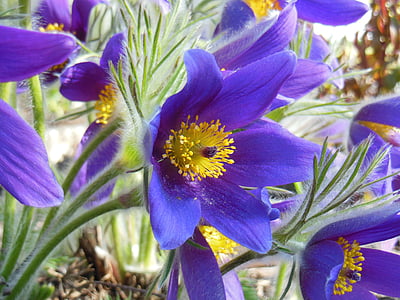 老花, 花, 春天, 植物区系, 紫罗兰色, 植物, 自然